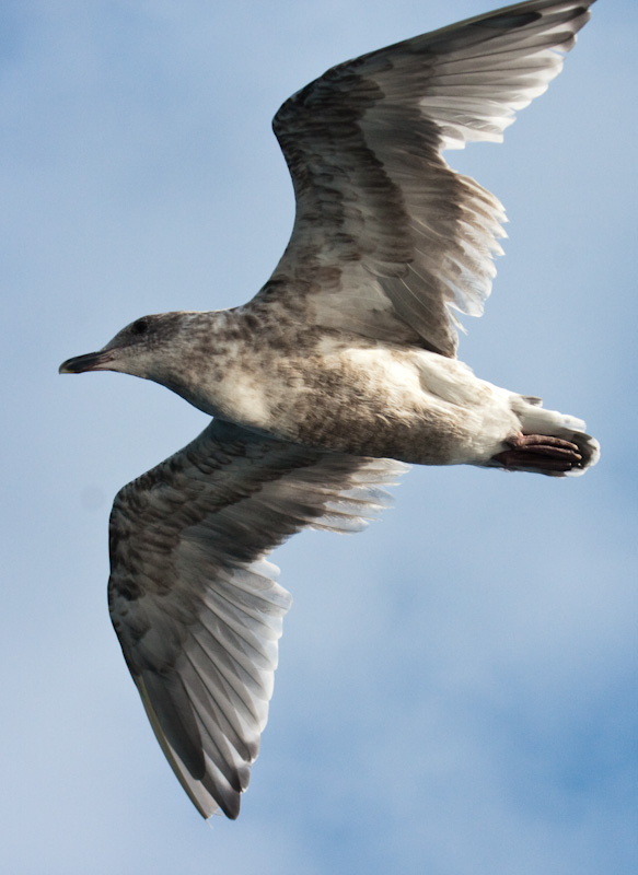 Gull In Flight